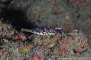 Sphoeroides marmoratus Compere de Guinee juv-Acores SMig Baixa Pisao-12m-20170828-Denis-ADER-DSC_0726_tn